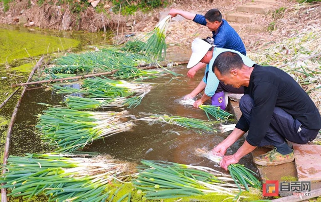 “葱”“葱”“葱”!自贡“新农人”奔向幸福路!(图4) “葱”“葱”“葱”!自贡“新农人”奔向幸福路!(图4)