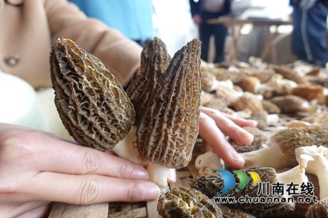 泸县立石镇：党员带头初探索，菌菇致富好宝贝(图3)