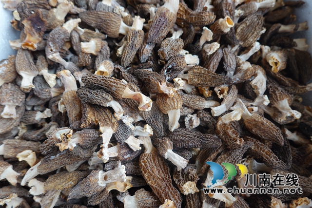 泸县立石镇：党员带头初探索，菌菇致富好宝贝(图1)