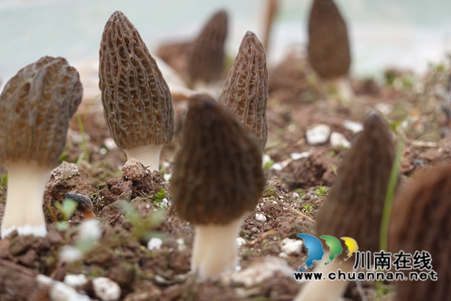泸县立石镇：党员带头初探索，菌菇致富好宝贝(图2)