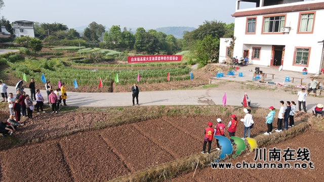 合江县白米镇：高粱大豆油菜套种，助力粮食稳产增收(图1)