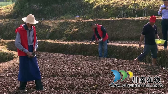 合江县白米镇:高粱大豆油菜套种,助力粮食稳产增收(图3) 合江县白米镇:高粱大豆油菜套种,助力粮食稳产增收(图3)