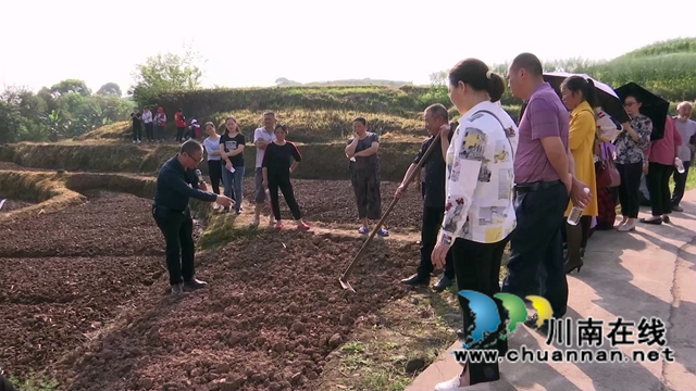 合江县白米镇:高粱大豆油菜套种,助力粮食稳产增收(图2) 合江县白米镇:高粱大豆油菜套种,助力粮食稳产增收(图2)