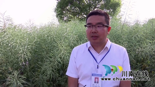 合江县白米镇:高粱大豆油菜套种,助力粮食稳产增收(图4) 合江县白米镇:高粱大豆油菜套种,助力粮食稳产增收(图4)