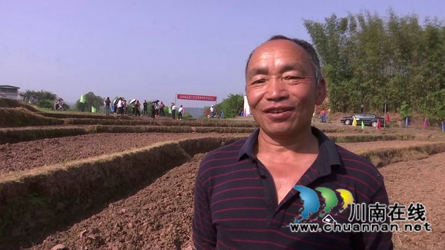 合江县白米镇:高粱大豆油菜套种,助力粮食稳产增收(图5) 合江县白米镇:高粱大豆油菜套种,助力粮食稳产增收(图5)