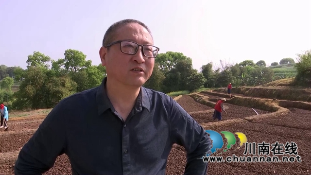 合江县白米镇:高粱大豆油菜套种,助力粮食稳产增收(图6) 合江县白米镇:高粱大豆油菜套种,助力粮食稳产增收(图6)