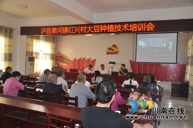 泸县：免费发放种子120吨，推广套种大豆6万亩(图2)