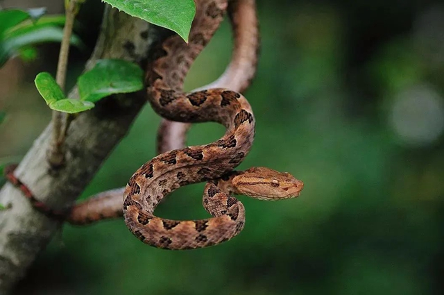 毒蛇提前“出关”，泸州两人被咬