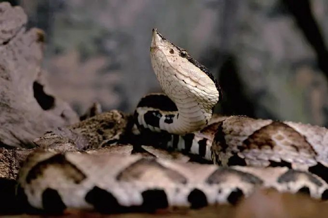 毒蛇提前“出关”,泸州两人被咬(图6) 毒蛇提前“出关”,泸州两人被咬(图6)