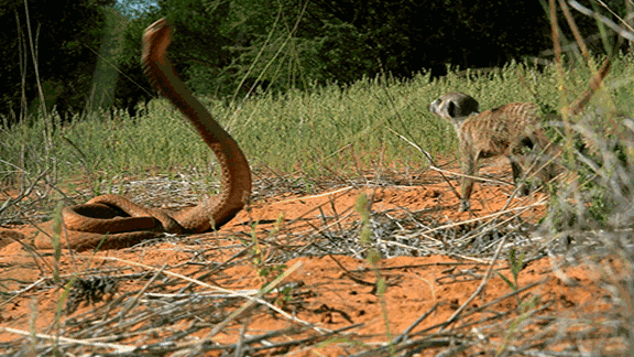 毒蛇提前“出关”,泸州两人被咬(图7) 毒蛇提前“出关”,泸州两人被咬(图7)