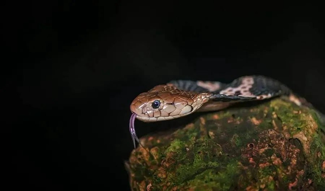 毒蛇提前“出关”,泸州两人被咬(图8) 毒蛇提前“出关”,泸州两人被咬(图8)