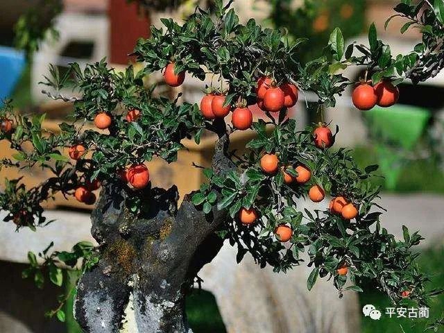 荒唐丨买卖不成就全部偷走