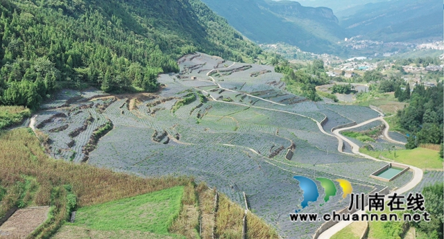 古蔺：荒山变“宝地” ，中药材产业助力乡村振兴(图1)