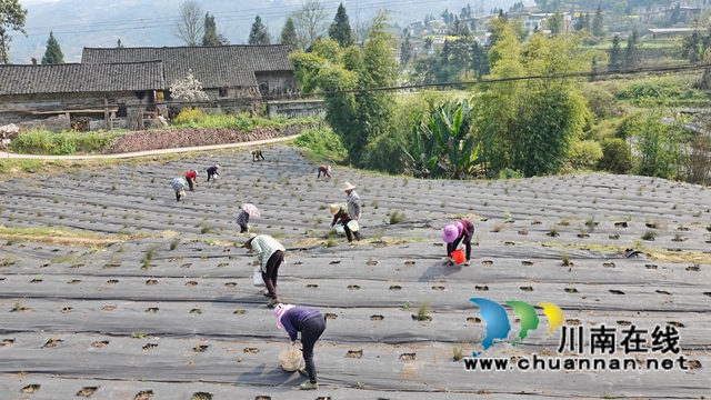 古蔺：荒山变“宝地” ，中药材产业助力乡村振兴(图2)