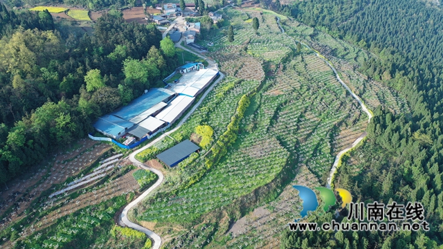 古蔺：梨园春意闹，乡村产业兴(图1)