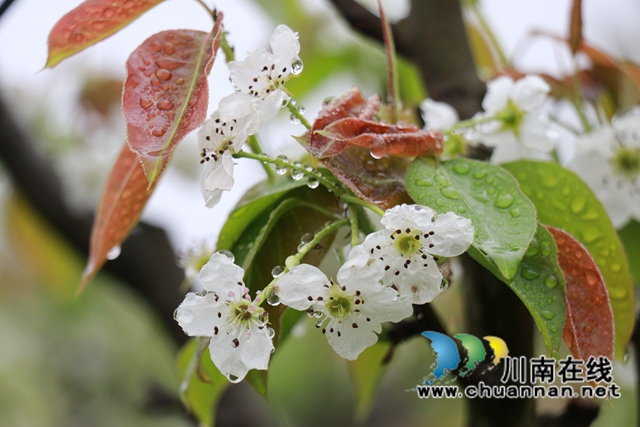 古蔺：梨园春意闹，乡村产业兴(图6)