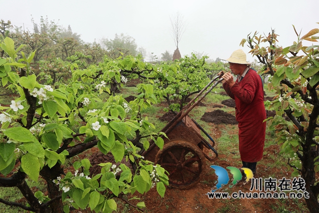 古蔺：梨园春意闹，乡村产业兴(图11)