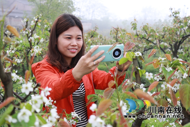 古蔺：梨园春意闹，乡村产业兴(图13)