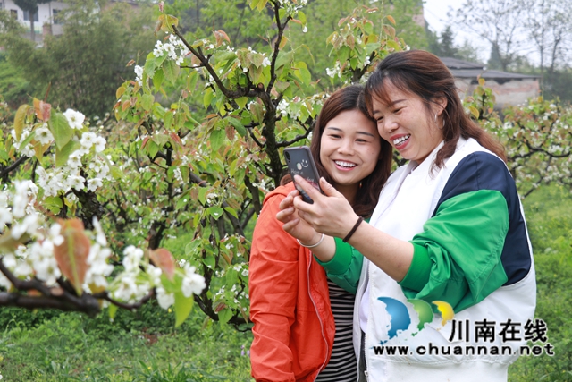 古蔺：梨园春意闹，乡村产业兴(图15)