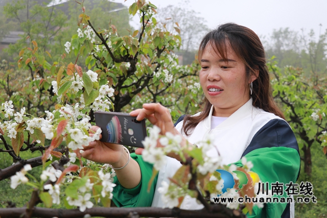 古蔺：梨园春意闹，乡村产业兴(图14)