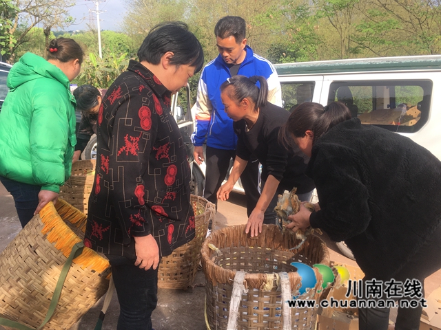 龙马潭区鱼塘街道：乡贤送鸡苗，助农致富添动力