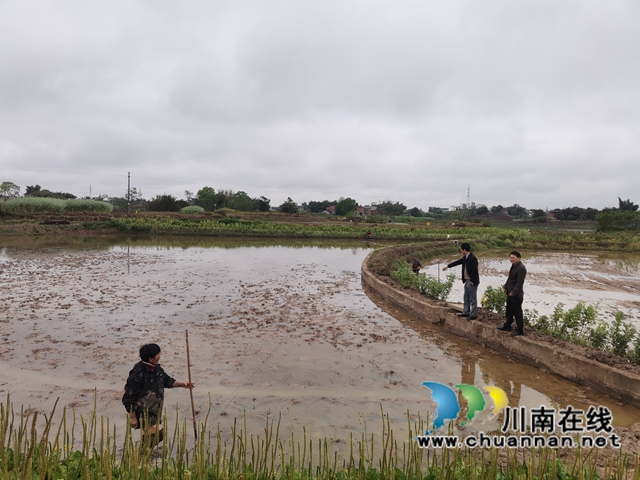 做好“农机”文章  泸县全县机插秧达30万亩(图4)