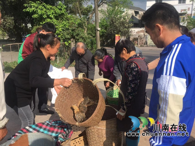 龙马潭区鱼塘街道:乡贤送鸡苗,助农致富添动力(图2) 龙马潭区鱼塘街道:乡贤送鸡苗,助农致富添动力(图2)