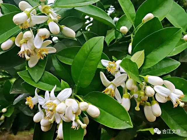 创建天府旅游名县丨赤水河畔“柚”花香(图3) 创建天府旅游名县丨赤水河畔“柚”花香(图3)