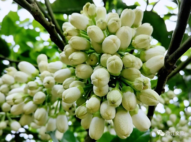 创建天府旅游名县丨赤水河畔“柚”花香(图4) 创建天府旅游名县丨赤水河畔“柚”花香(图4)