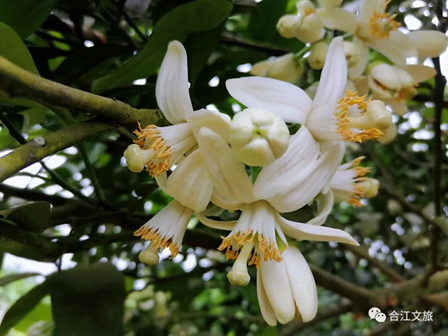 创建天府旅游名县丨赤水河畔“柚”花香(图5) 创建天府旅游名县丨赤水河畔“柚”花香(图5)