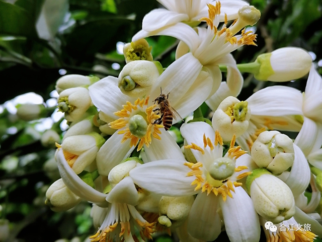 创建天府旅游名县丨赤水河畔“柚”花香(图6) 创建天府旅游名县丨赤水河畔“柚”花香(图6)