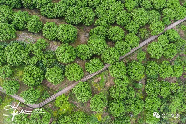 创建天府旅游名县丨赤水河畔“柚”花香(图7) 创建天府旅游名县丨赤水河畔“柚”花香(图7)