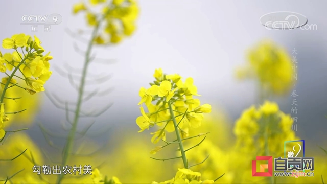 太亮眼!自贡同一地方数次登上央视!(图9) 太亮眼!自贡同一地方数次登上央视!(图9)