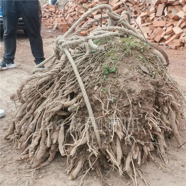 内江东兴区挖出个300斤的大“活物”，年龄估计近百岁…..(图1)