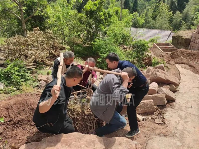 内江东兴区挖出个300斤的大“活物”，年龄估计近百岁…..(图2)