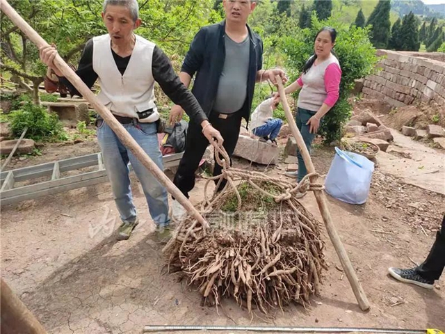 内江东兴区挖出个300斤的大“活物”，年龄估计近百岁…..(图3)