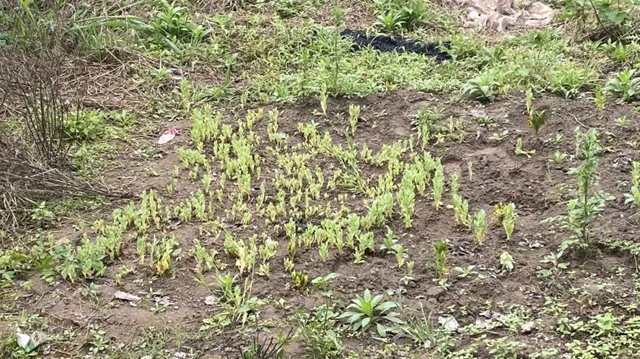 龙马潭：64岁老人种千株罂粟当配菜，遭起！