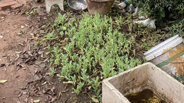 龙马潭：64岁老人种千株罂粟当配菜，遭起！(图2)