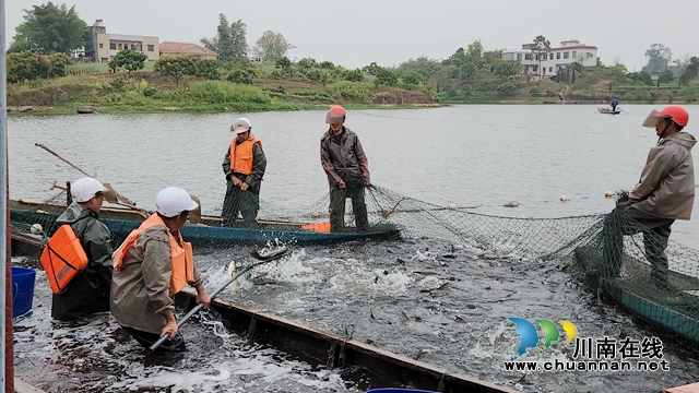 泸县立石镇三溪口水库：人欢鱼跃捕鱼忙(图1)