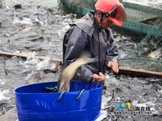 泸县立石镇三溪口水库：人欢鱼跃捕鱼忙(图2)