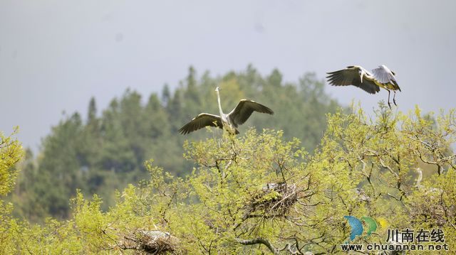 泸州古蔺：春意盎然 观文沙泡树百鸟争鸣(图2)