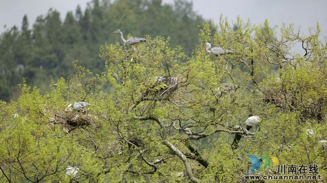 泸州古蔺：春意盎然 观文沙泡树百鸟争鸣(图3)