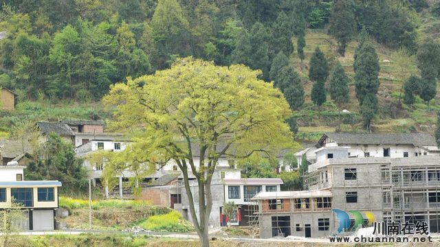 泸州古蔺：春意盎然 观文沙泡树百鸟争鸣(图7)