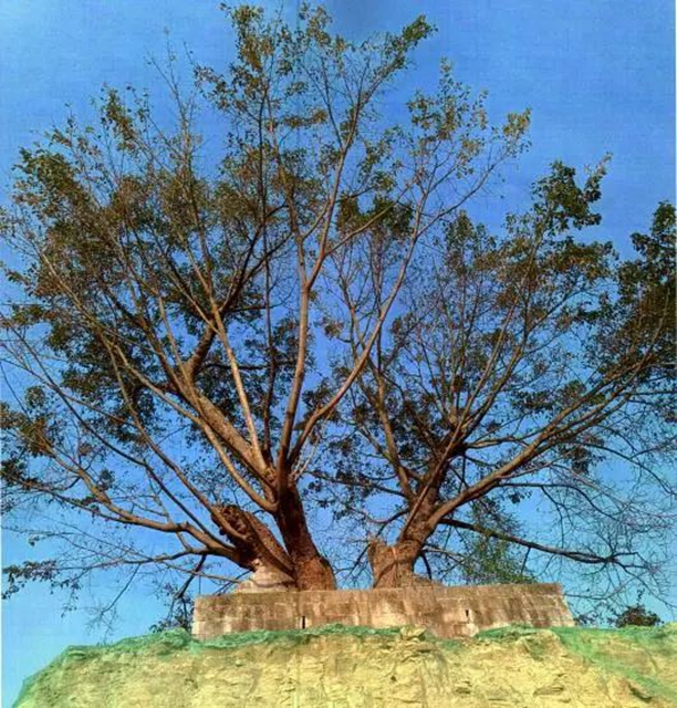 内江首例！这棵110岁古树要“挪窝”