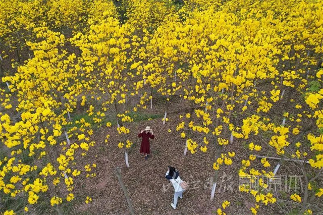 太亮眼！内江这里有一片“黄金”花海(图1)