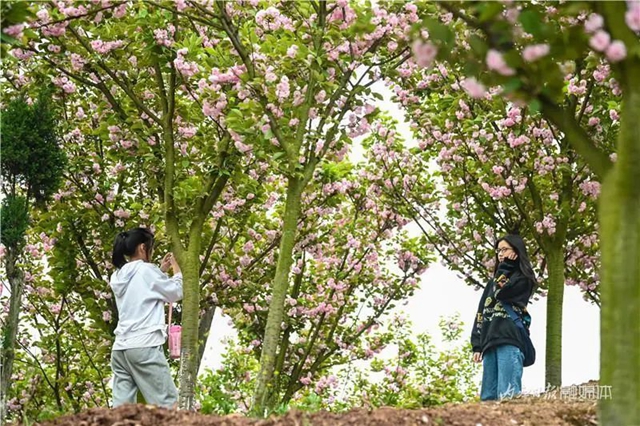 一年四季都有花赏，隆昌这个景区太安逸了！(图5)