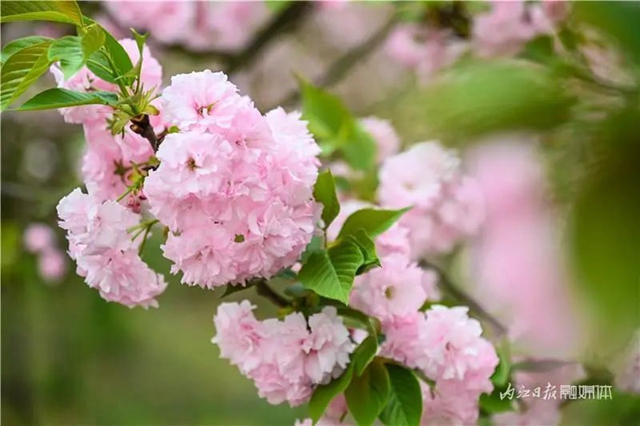 一年四季都有花赏，隆昌这个景区太安逸了！(图6)