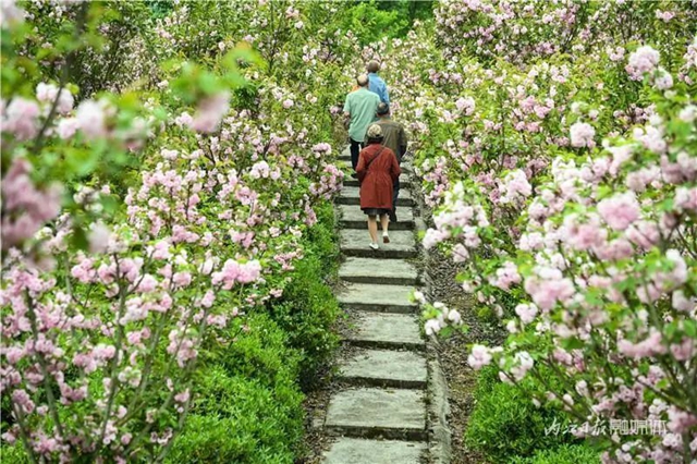 一年四季都有花赏，隆昌这个景区太安逸了！(图7)