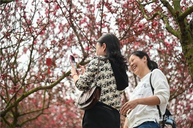 一年四季都有花赏，隆昌这个景区太安逸了！(图10)