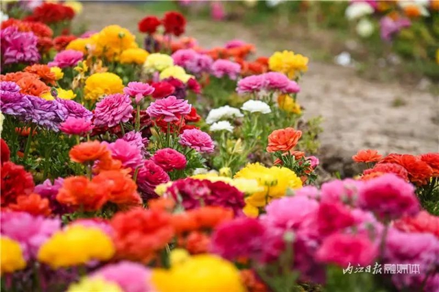 一年四季都有花赏，隆昌这个景区太安逸了！(图11)